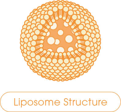 Liposome Structure